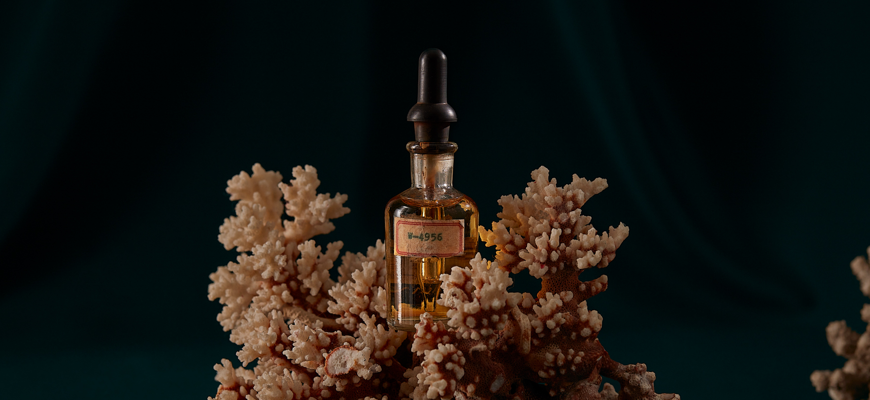 A stylish perfume bottle resting on coral, highlighting a fusion of elegance and natural beauty.