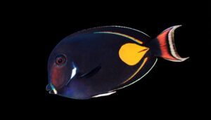 Achilles tang