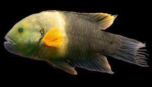 Broomtail Wrasse