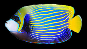 Emporer Angelfish