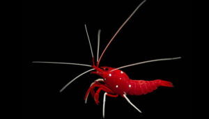 Fire Shrimp