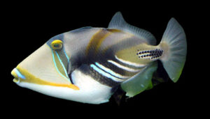 Humu Picasso Triggerfish