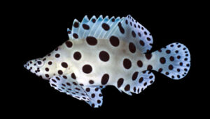 Panther Grouper