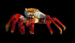 Sally Lightfoot Crab