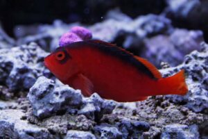 Bright red flame hawkfish sitting on reef rock.