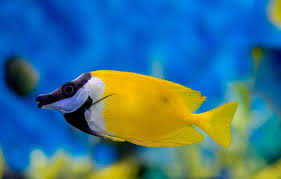 Yellow foxface rabbitfish with a black-and-white face swimming in blue water.
