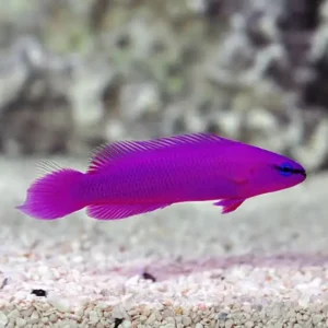 Purple dottyback fish swimming just above a sandy bottom.