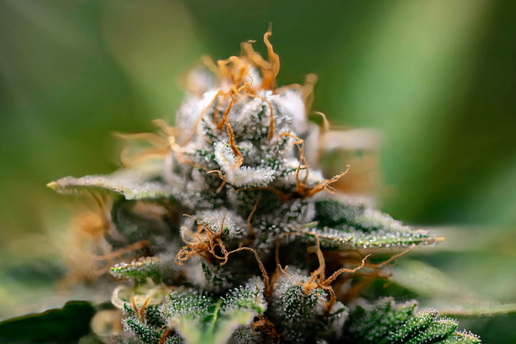 Close-up of a frost-covered cannabis bud with orange pistils