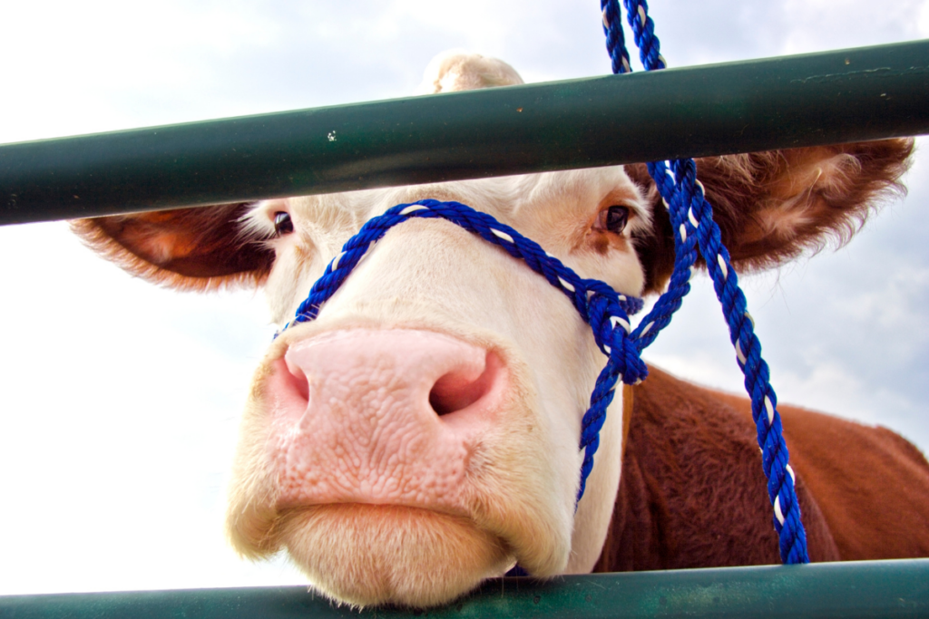 Close-up of a brown-and-white cow looking through a livestock fence