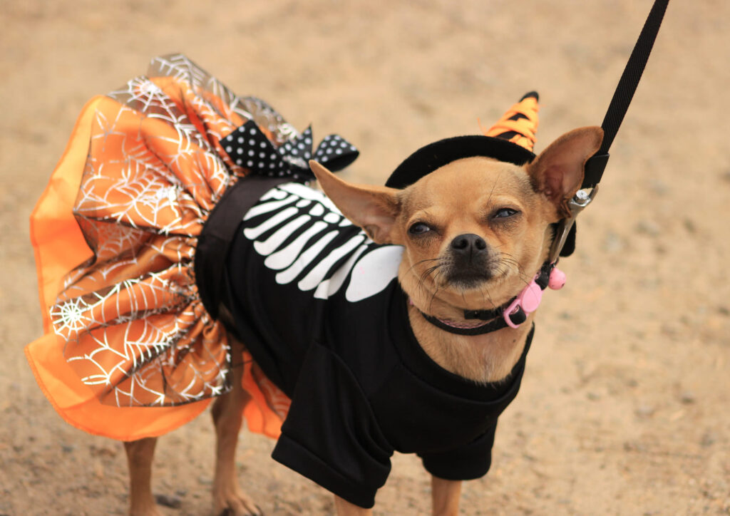 Chihuahua wearing a black skeleton costume with an orange spiderweb skirt and witch hat